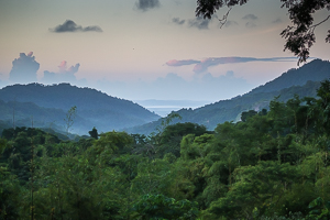 Rainforest in Trinidad